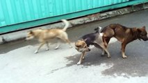 Funny Dogs Mating