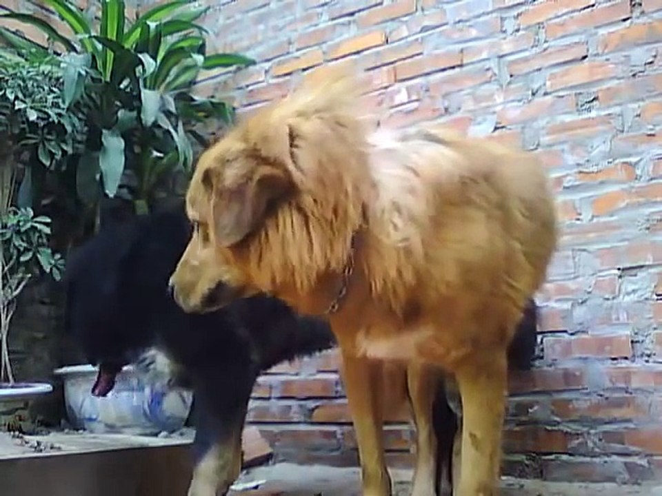 Funny Mastiffs Mating P1