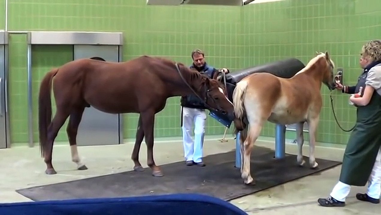 Horse mating