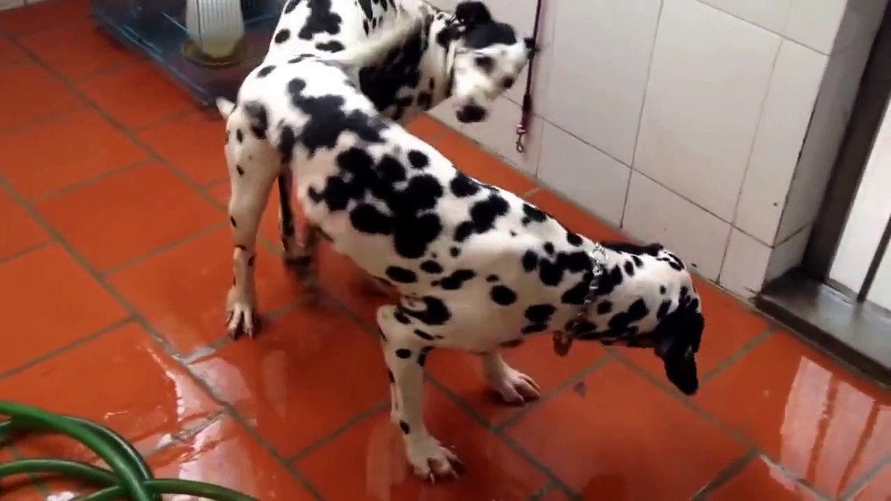 Mating dogs (2)