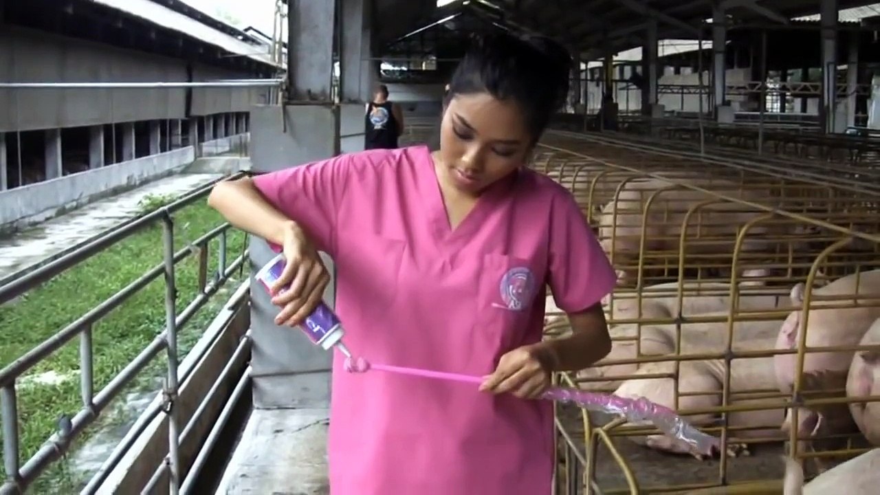 Mating pigs