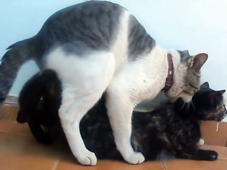 Cats mating