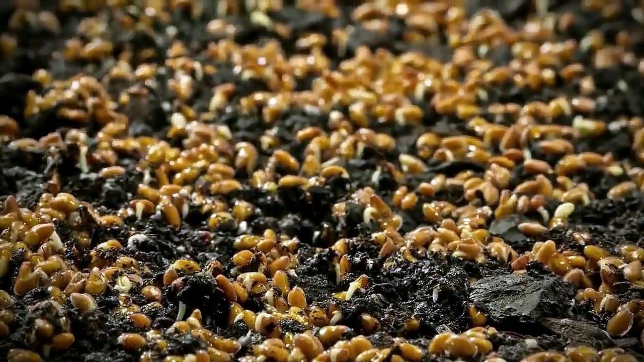 Whirling Dervish--Omar Faruk Tekbilek