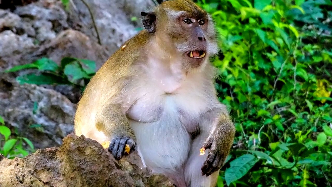 Thailand 5 min. mp4