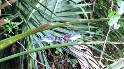 Blue Jay Babies Leave the Nest