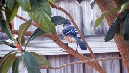 Blue Jay Catches Anole Lizard