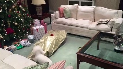 Man Wraps Himself Up As Christmas Gift For His Dog In Adorable video