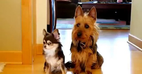 Кто насрал на кухне, сдал друга!! Смешные собачки 2015, New best jokes 2015