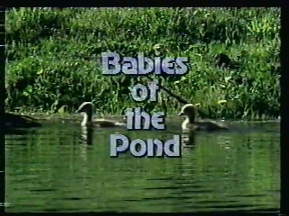 Babies of the Pond (1999 Edition)