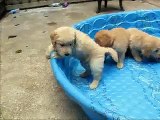 6-week old Golden Retriever puppies playing - YouTube