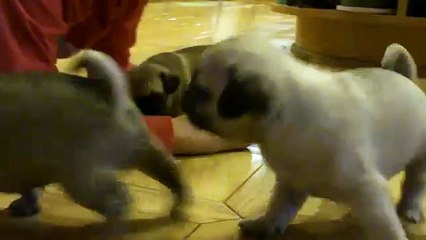 Adorable baby pugs