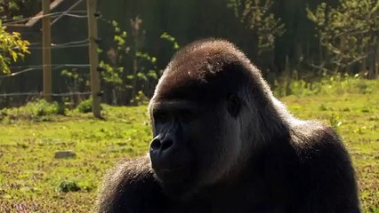 AMBAM The Gorilla that stands, walks _ SWAGGERS like a MAN_