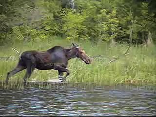 Bear Kills Moose