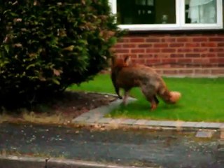 Dog saves cat from fox_