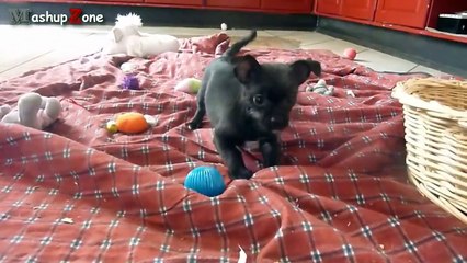 Cute Puppies - A Cute Puppy Videos Compilation 2015