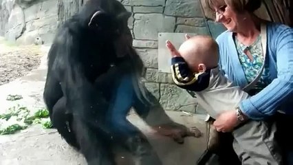 Chimps are not good with children