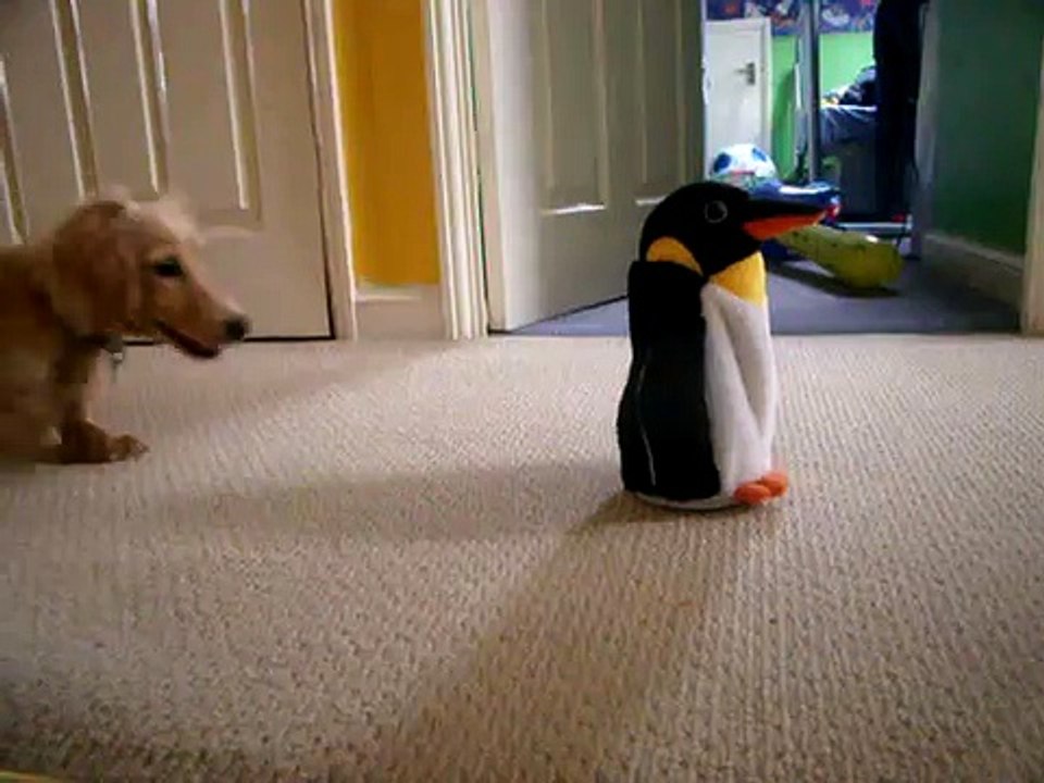 Dachshund Vs. Penguin