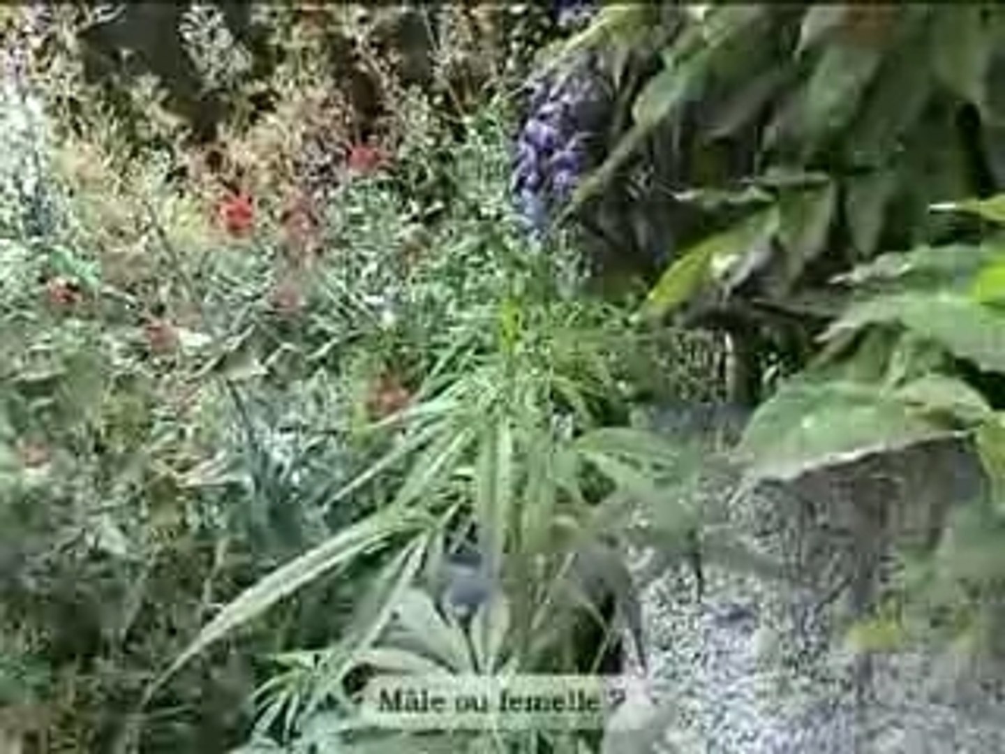 Marijuana-culture