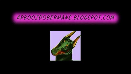 Doberman Disappointment
