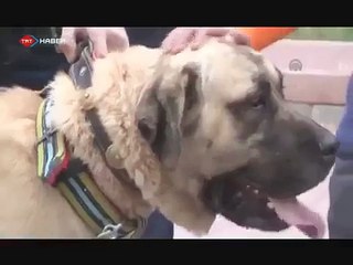 kangal 1.5 tonluk aracı çekti