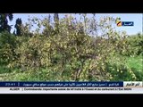 معسكر - السقي برشاش.. بديل الفلاحين لانقاذ الموسم الفلاحي