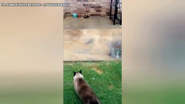 Кот заходит по пацански в дверь ))