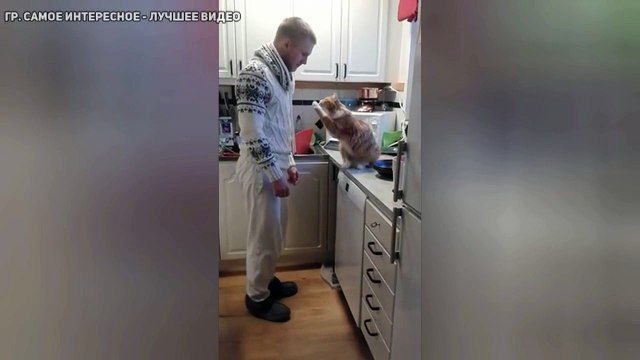 Котик встречает хозяина с работы