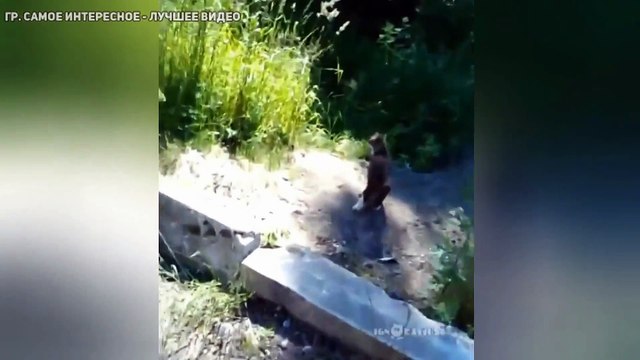 Кот-ниндзя защищает хозяев от собаки