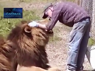 Lion Attack Friendly Powerful and Most Dangerous  Best Wild Animal Videos