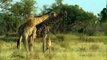 Lions DEADLY ATTACK on ANIMALS - Lions fighting to death Wild HQ