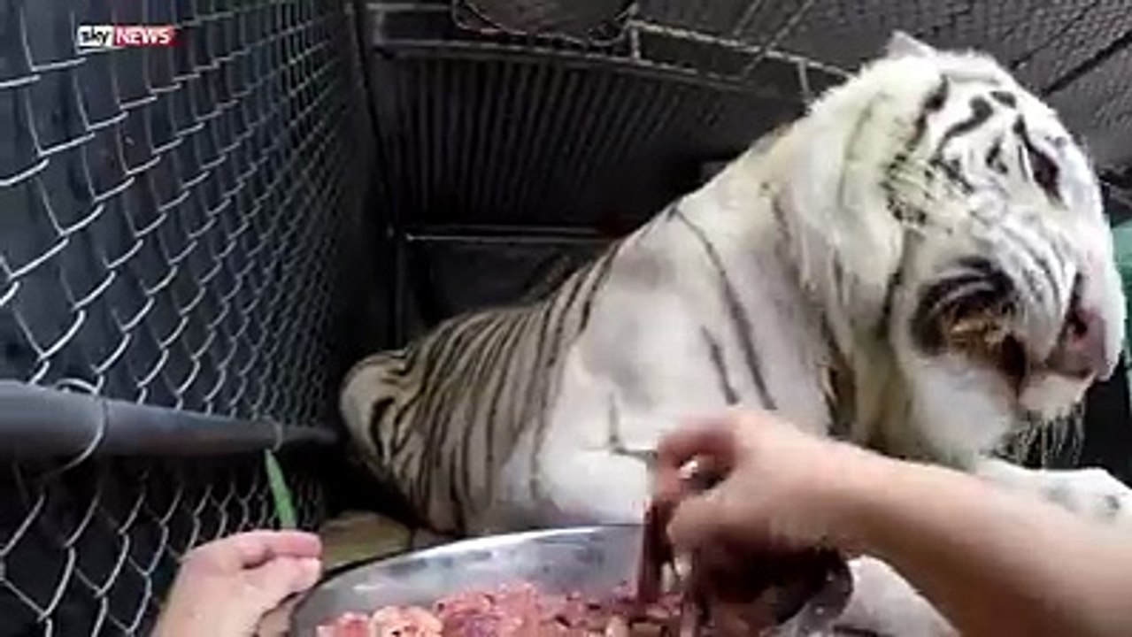 How To Feed A Tiger