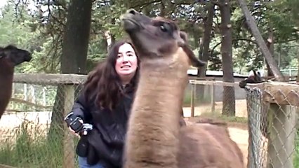 Funny Videos---Llamas-Spitting-fbdown.net