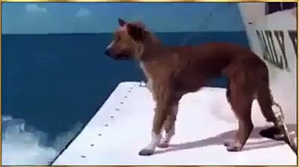 Miracle of Allah in  a sea, a dolphin helping a dog Towards Ship