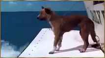 Miracle of Allah in  a sea, a dolphin helping a dog Towards Ship