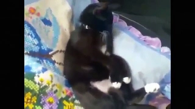 Funny, Clever, Cats, Best, Pets, Compilation, Dog, Tricks, Cat & Dogs, Pet, Animals, Agili