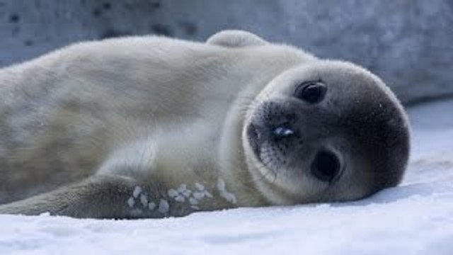 [National Geographic] Wild Russia: Arctic HD (Nature Documentary)