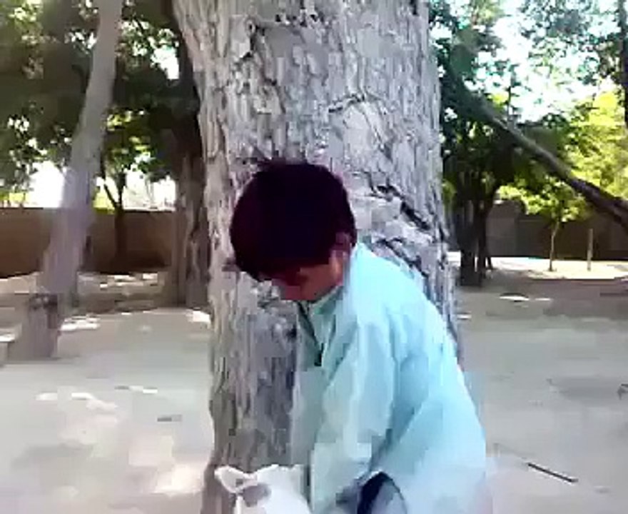 Dog catching Funny