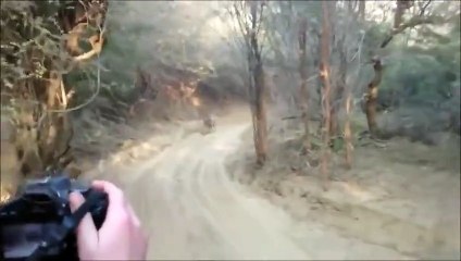 Siberian Tiger Attacks Tourists