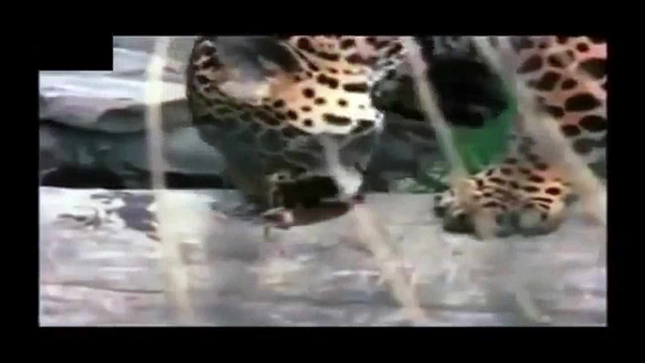 Crocodile vs Jaguar_(360p)