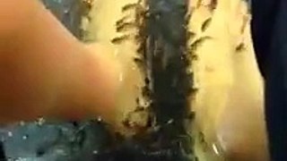 Fish massage Japan