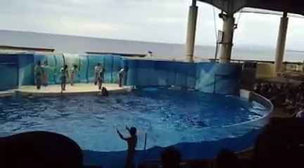 Japanese Dolphin Circus
