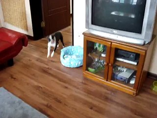 Guilty Boston Terrier - Scooter