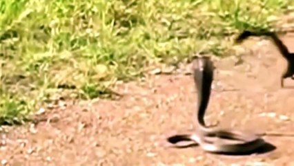 Mongoose vs Cobra, Snake fight Videos Compilation 2015