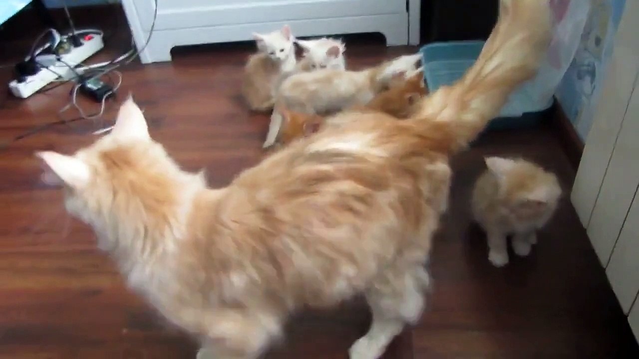 Une chatte et ses 8 chatons