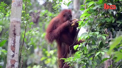 Aping Around Orangutan Scrubs Herself With Stolen Soap Bar-copypasteads.com