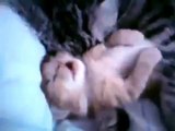 Mamma gatta abbraccia il suo piccolo micio mentre fa brutti sogni