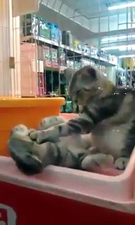 Un chat qui masse sa compagne !