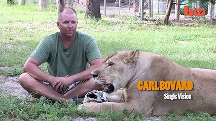 Cute Baby Bear Rides Surfboard