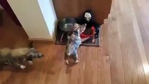 Owner Pranks Dog With Halloween Candy Bowl