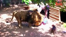 Lion and Cute Sausage Dog At Feeding Time-copypasteads.com